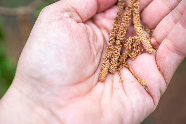 Pollen de palmier: un incroyable produit aux différents effets bénéfiques